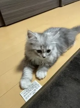 K.K 様のお迎えした子猫