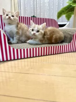 C.T 様のお迎えした子猫