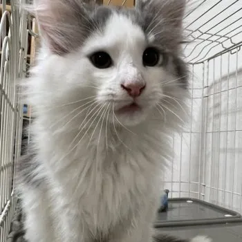 SaKi 様のお迎えした子猫