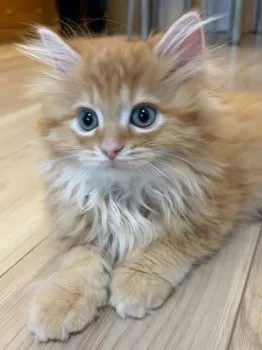 K.M 様のお迎えした子猫