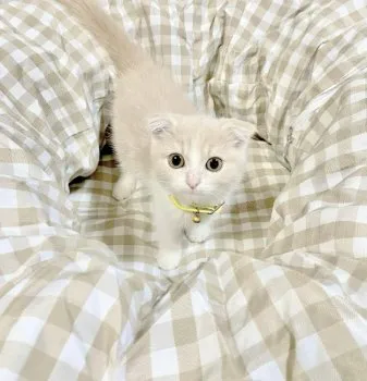 りんご 様のお迎えした子猫