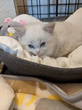 fluffycat 様のお迎えした子猫