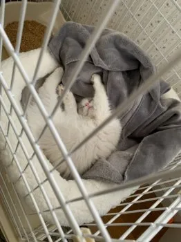 M.I 様のお迎えした子猫