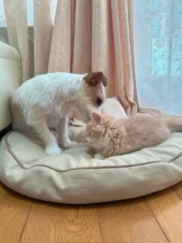 E.N 様のお迎えした子猫