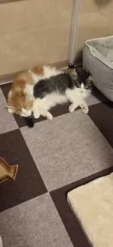 A.S 様のお迎えした子猫