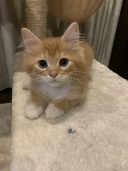 レン 様のお迎えした子猫