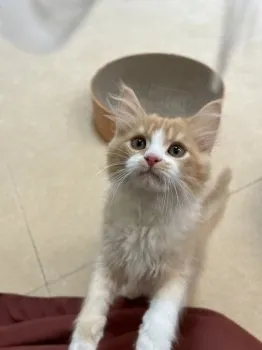 momo 様のお迎えした子猫