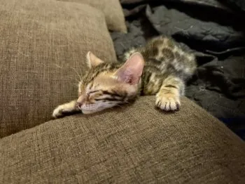 東京から 様のお迎えした子猫