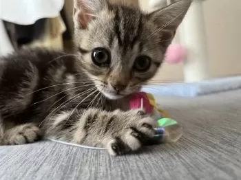 E.E 様のお迎えした子猫