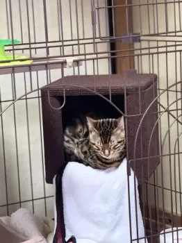ひーくん 様のお迎えした子猫