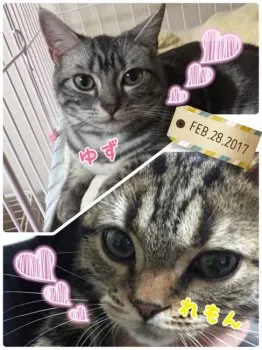 ゆずれもんママ 様のお迎えした子猫