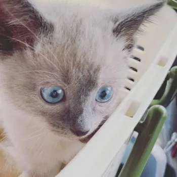 竹.k 様のお迎えした子猫