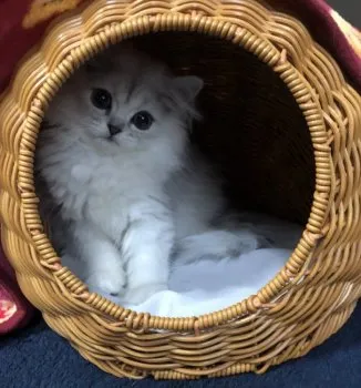 S.W 様のお迎えした子猫