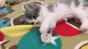 オタくん 様のお迎えした子猫