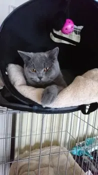 M.O 様のお迎えした子猫