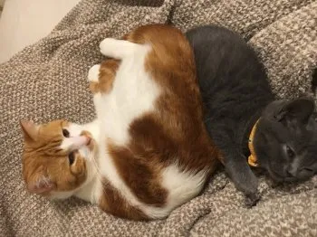 sakashi 様のお迎えした子猫