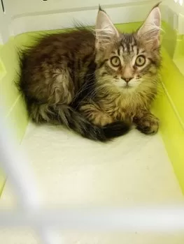 M.S 様のお迎えした子猫