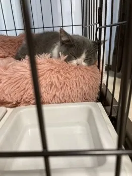 くみ 様のお迎えした子猫