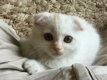 K.S 様のお迎えした子猫