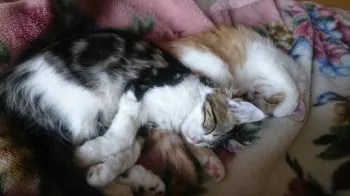 あず 様のお迎えした子猫