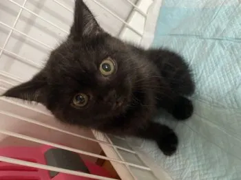 ゆめたん 様のお迎えした子猫