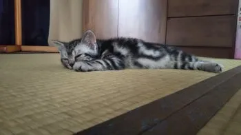 ゆーちゃん 様のお迎えした子猫