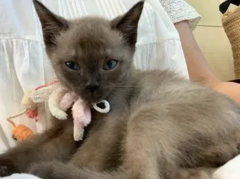 Maco 様のお迎えした子猫