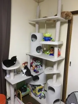 こてつ 様のお迎えした子猫