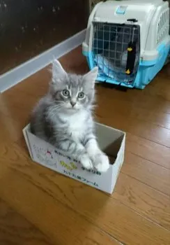 ひばりこ 様のお迎えした子猫