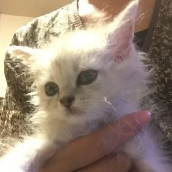 テチ 様のお迎えした子猫