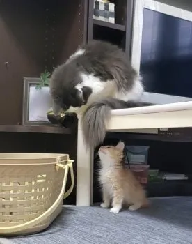 kokototo 様のお迎えした子猫