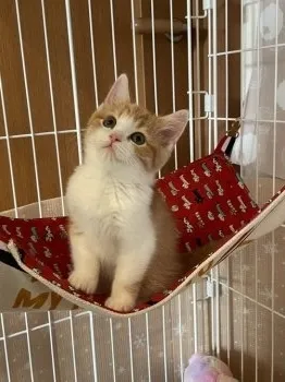 R.A 様のお迎えした子猫