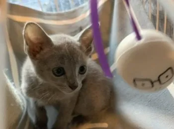 KAORI 様のお迎えした子猫