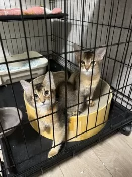 yuu 様のお迎えした子猫