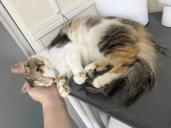 軍艦 様のお迎えした子猫