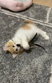 さおり 様のお迎えした子猫