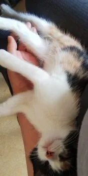 N.N 様のお迎えした子猫