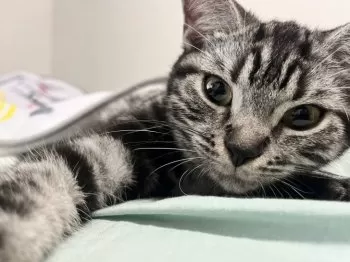 K.I 様のお迎えした子猫