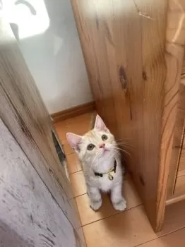 TT 様のお迎えした子猫