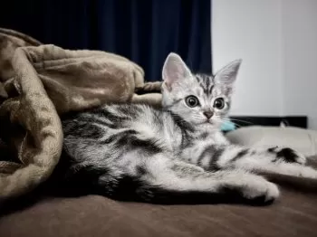 H.I 様のお迎えした子猫