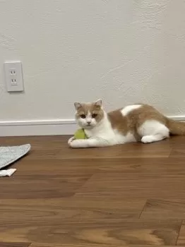 R.H 様のお迎えした子猫