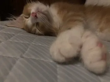 のの 様のお迎えした子猫