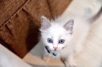 やぎぃ 様のお迎えした子猫