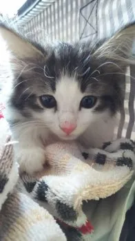 maru 様のお迎えした子猫