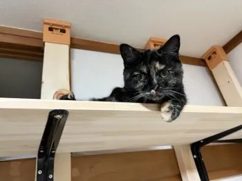 さびー 様のお迎えした子猫