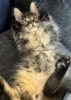 たなか 様のお迎えした子猫