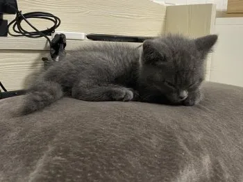 せきぞうパパ 様のお迎えした子猫