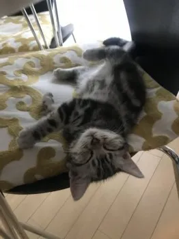 ろくななはっち 様のお迎えした子猫