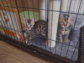 ナカヤキ 様のお迎えした子猫