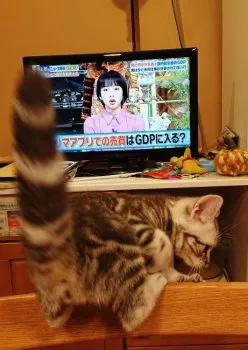 くにちゃん 様のお迎えした子猫